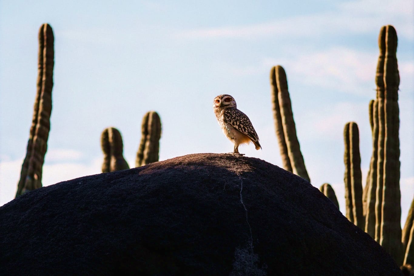 A small owl stands on top of a giant boulder with cacti in the background